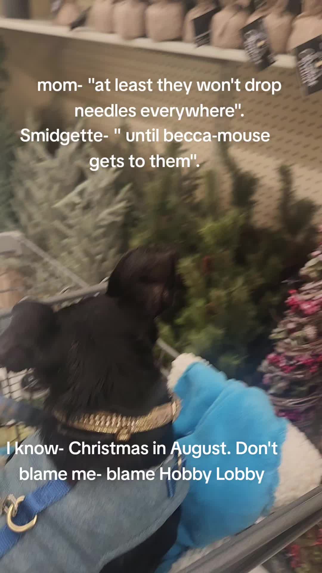@willie_the_grumpydog