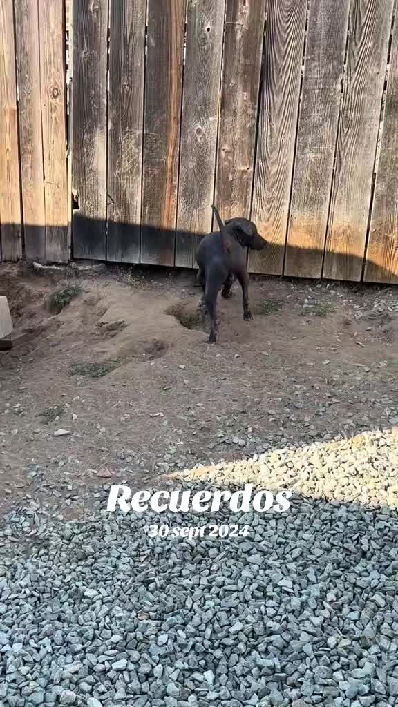 @Elcharitoopemex