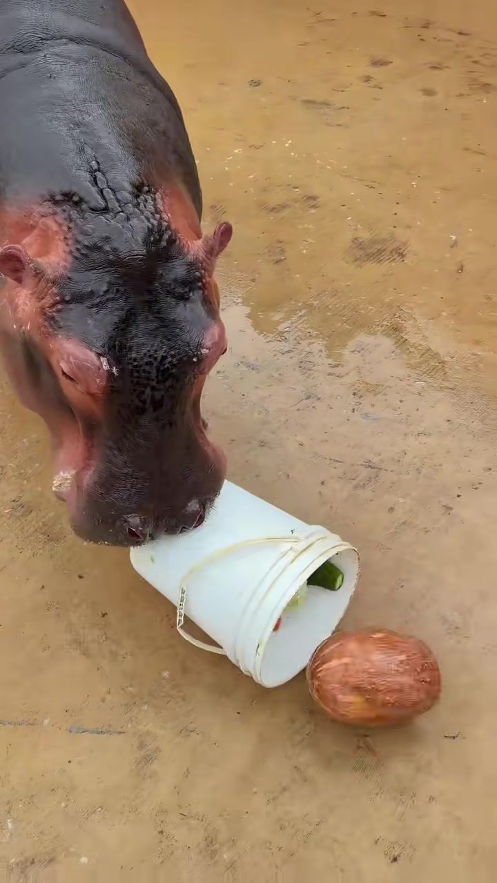 @Hippo