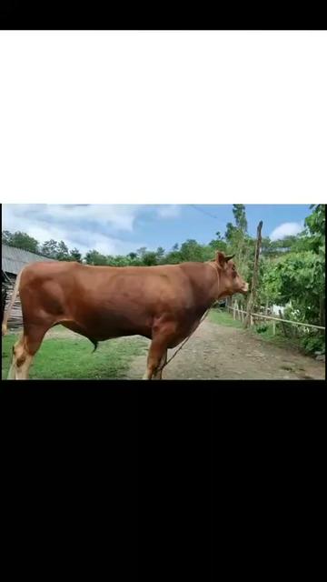 @Babayev Bahaddin