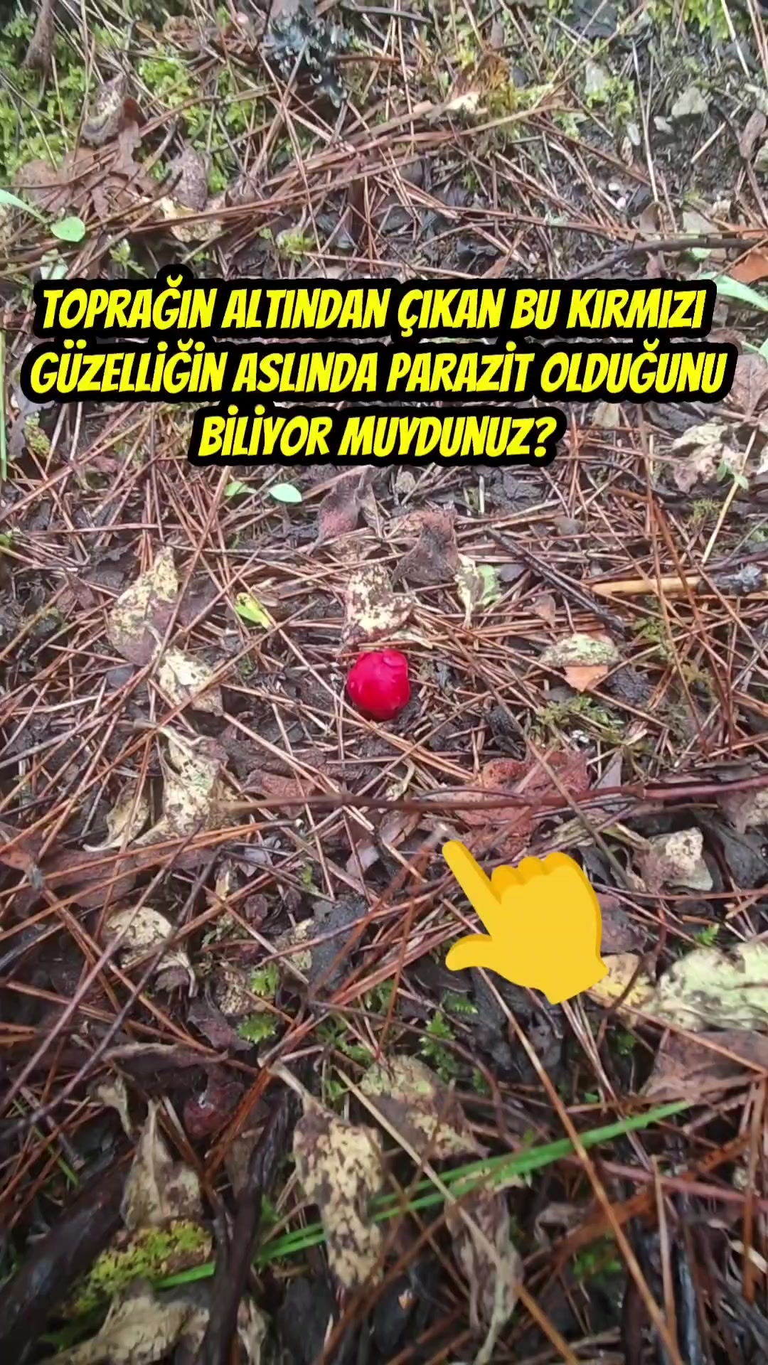 @Kamuran Arslan