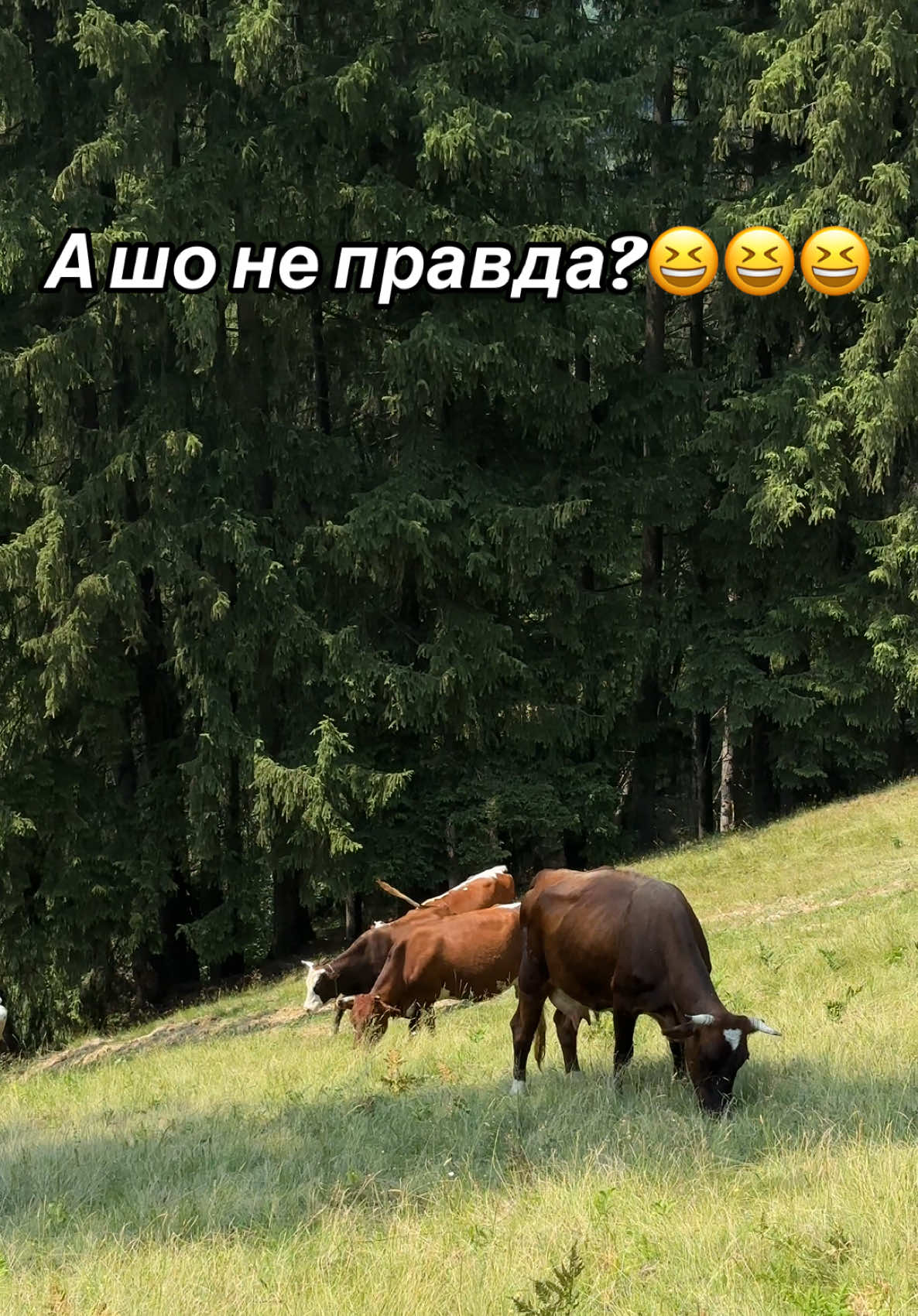 @Карпатський гуцул Любомир 2