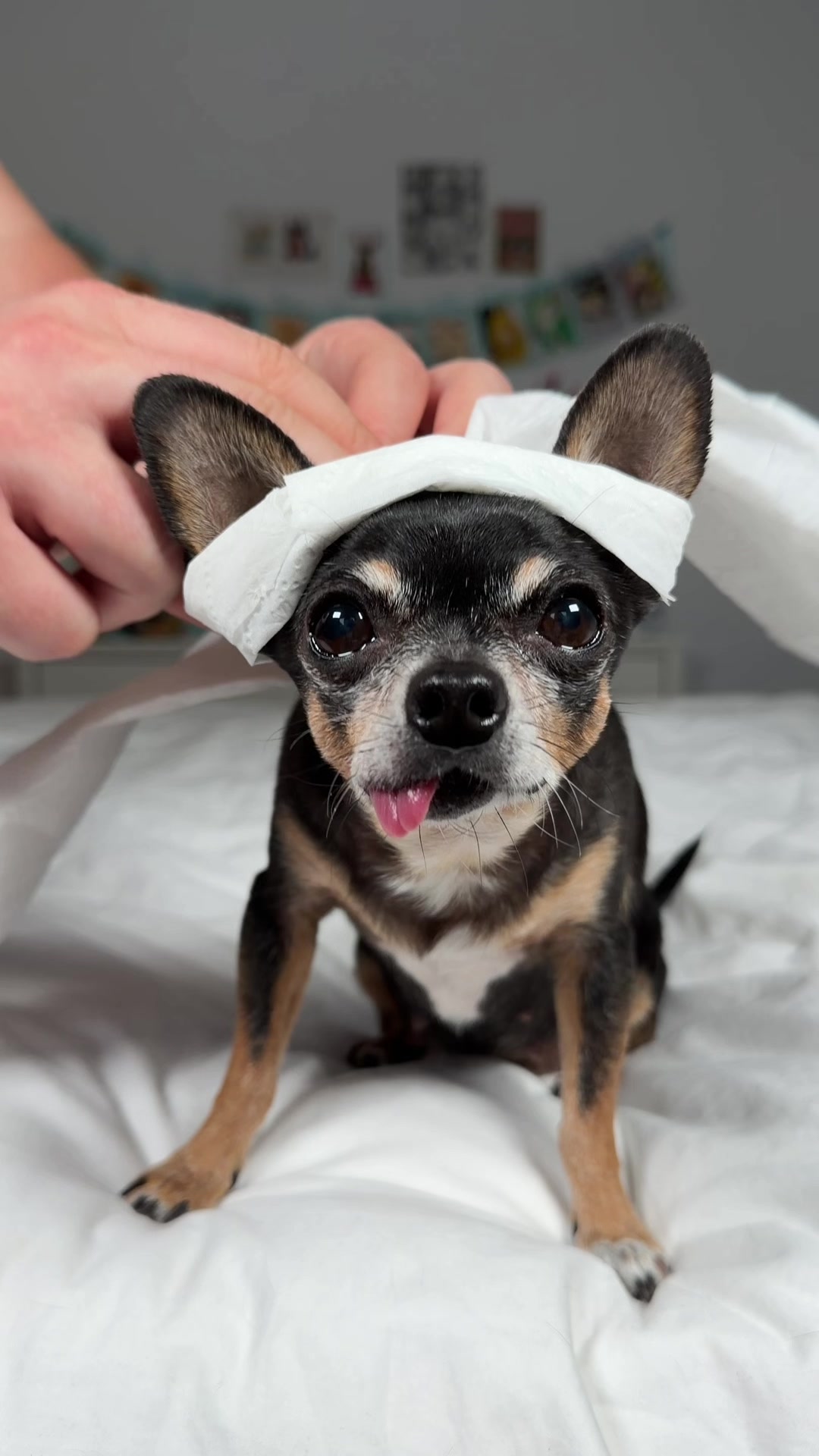 @Tiny Chihuahua Cedric & Maya