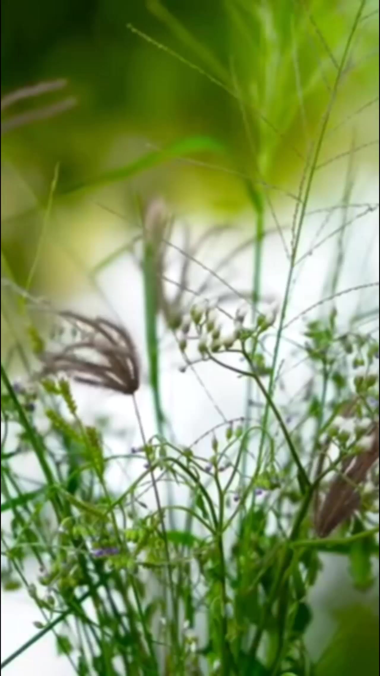 @6359 tui m&ecirc; https://vt.tiktok.