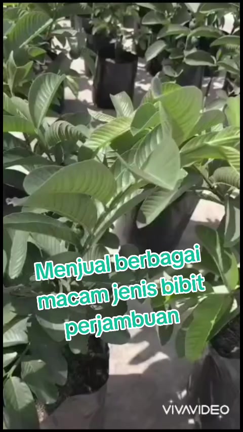 @Bibit khusus samarinda