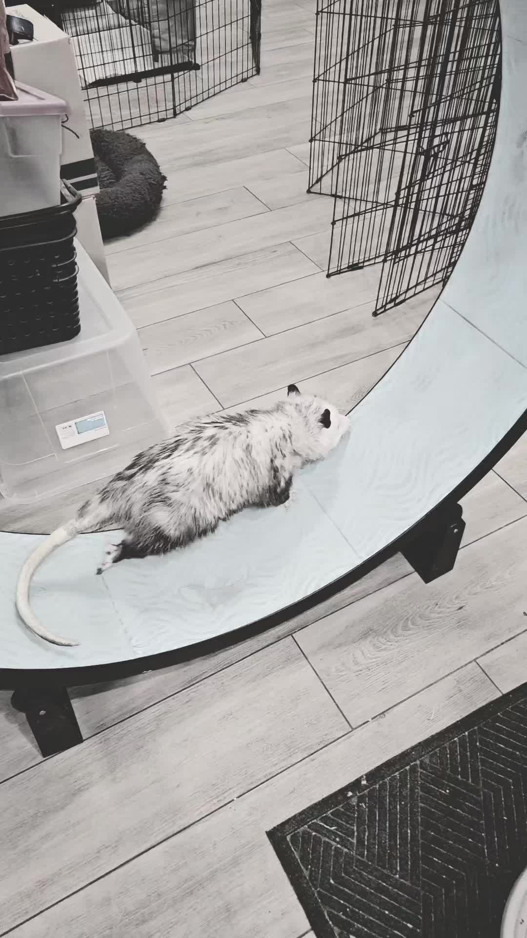 @OPOSSUMDAWGMOM