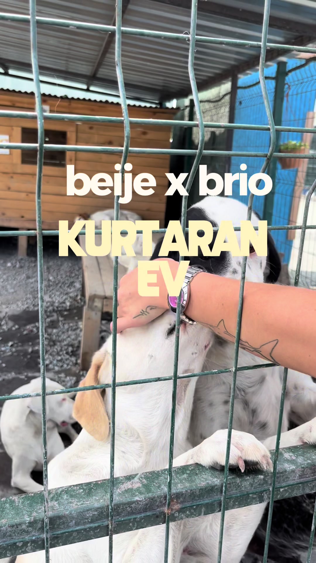 @beije