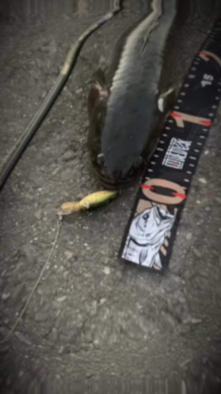 @魅
