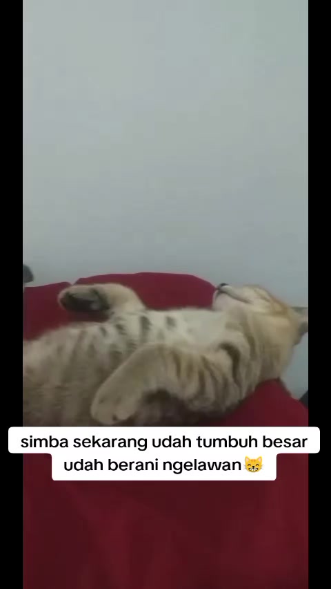 @Lina herlina