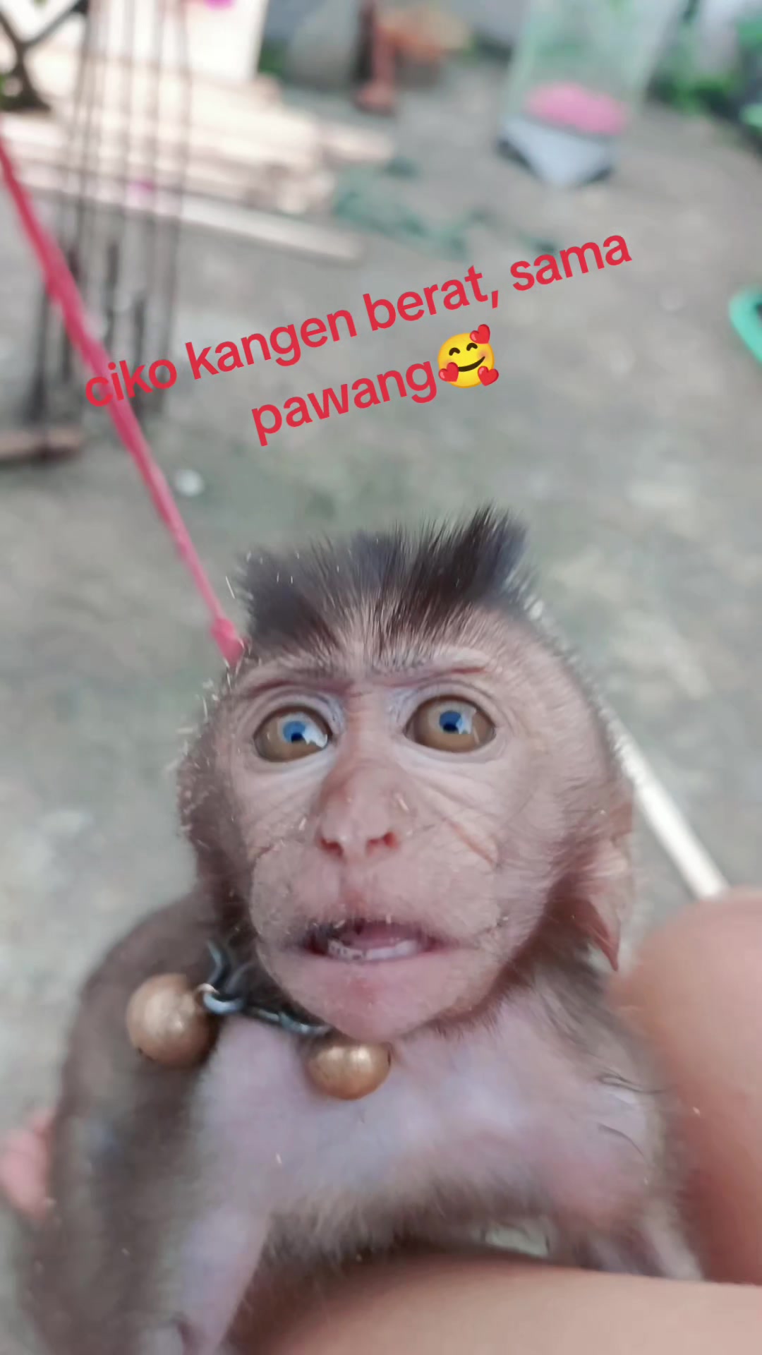 @Agus Supriatna