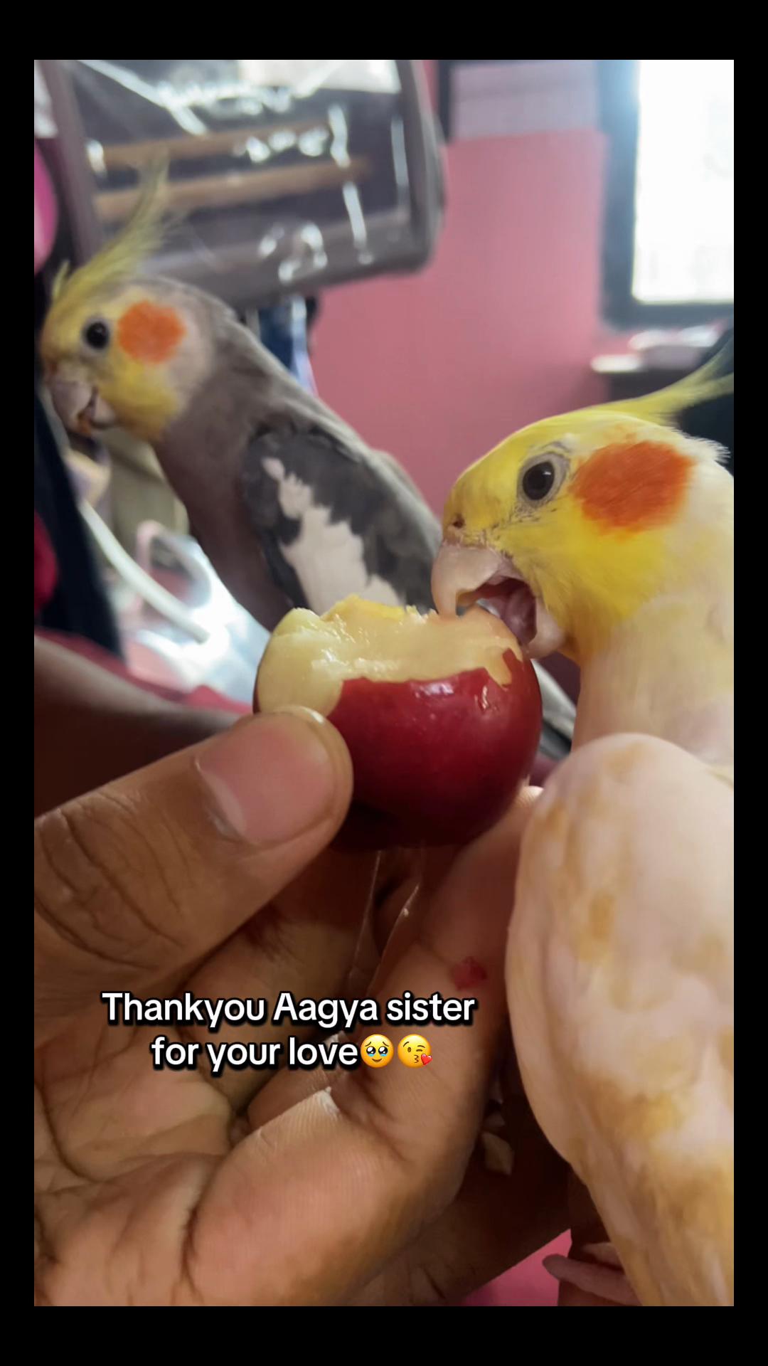 @Chatteringbeaks