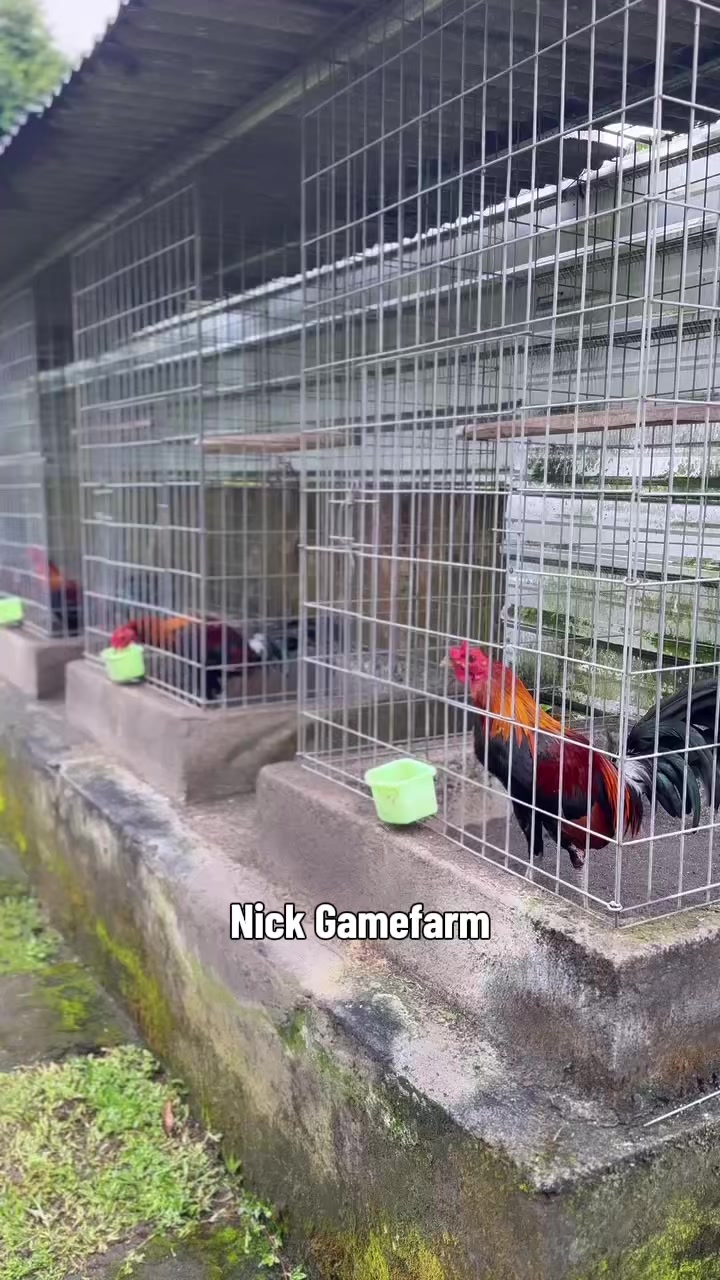 @NICK GAMEFARM