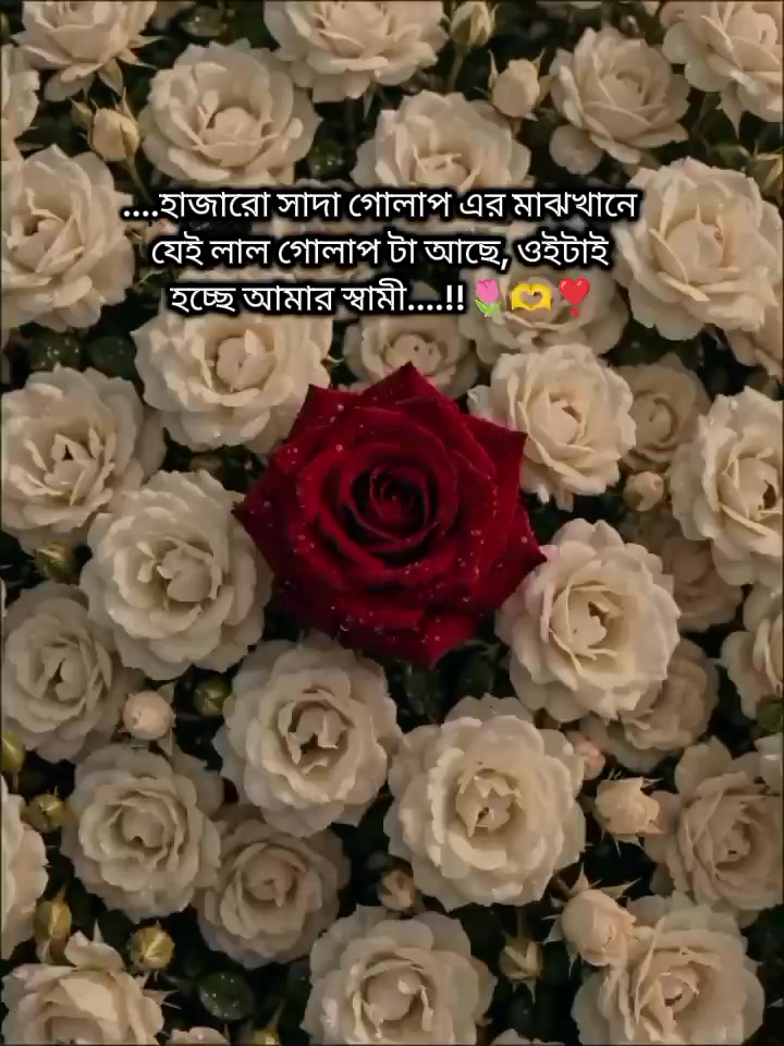 @đAyesha'r Ammuđ
