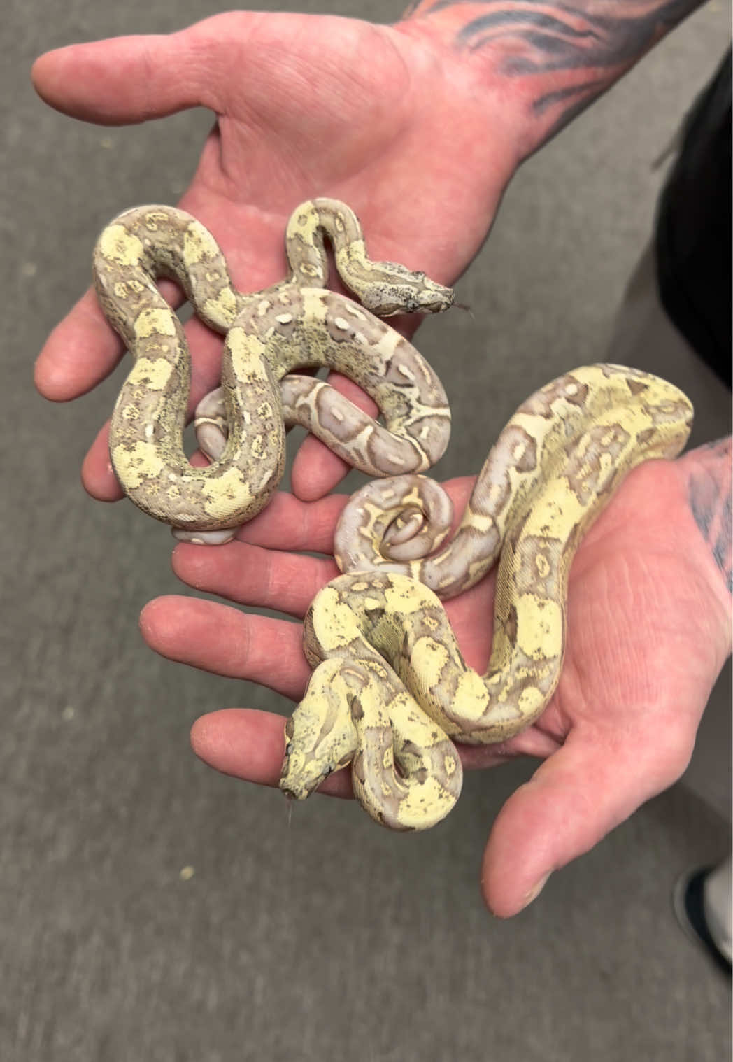 @Snake Country
