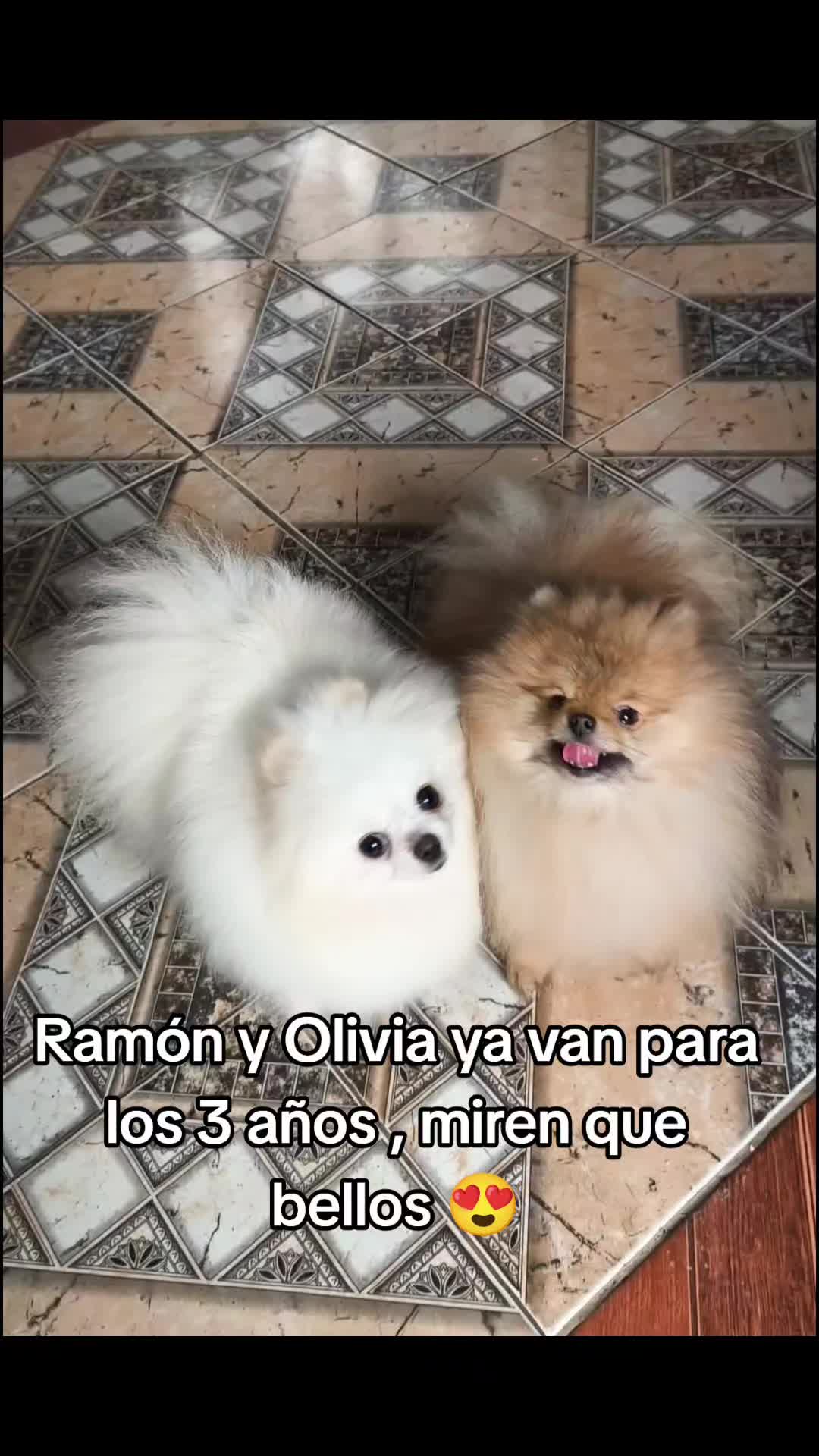 @Pomerania chile