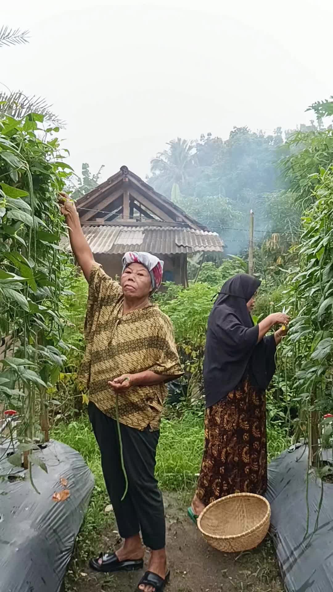 @aneka.bibit.pepaya