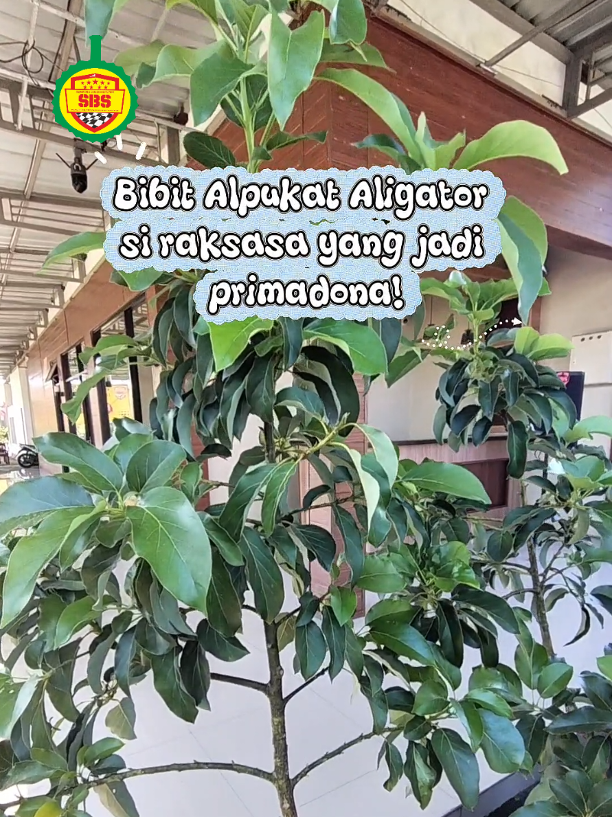 @Produksi Buah_SBS