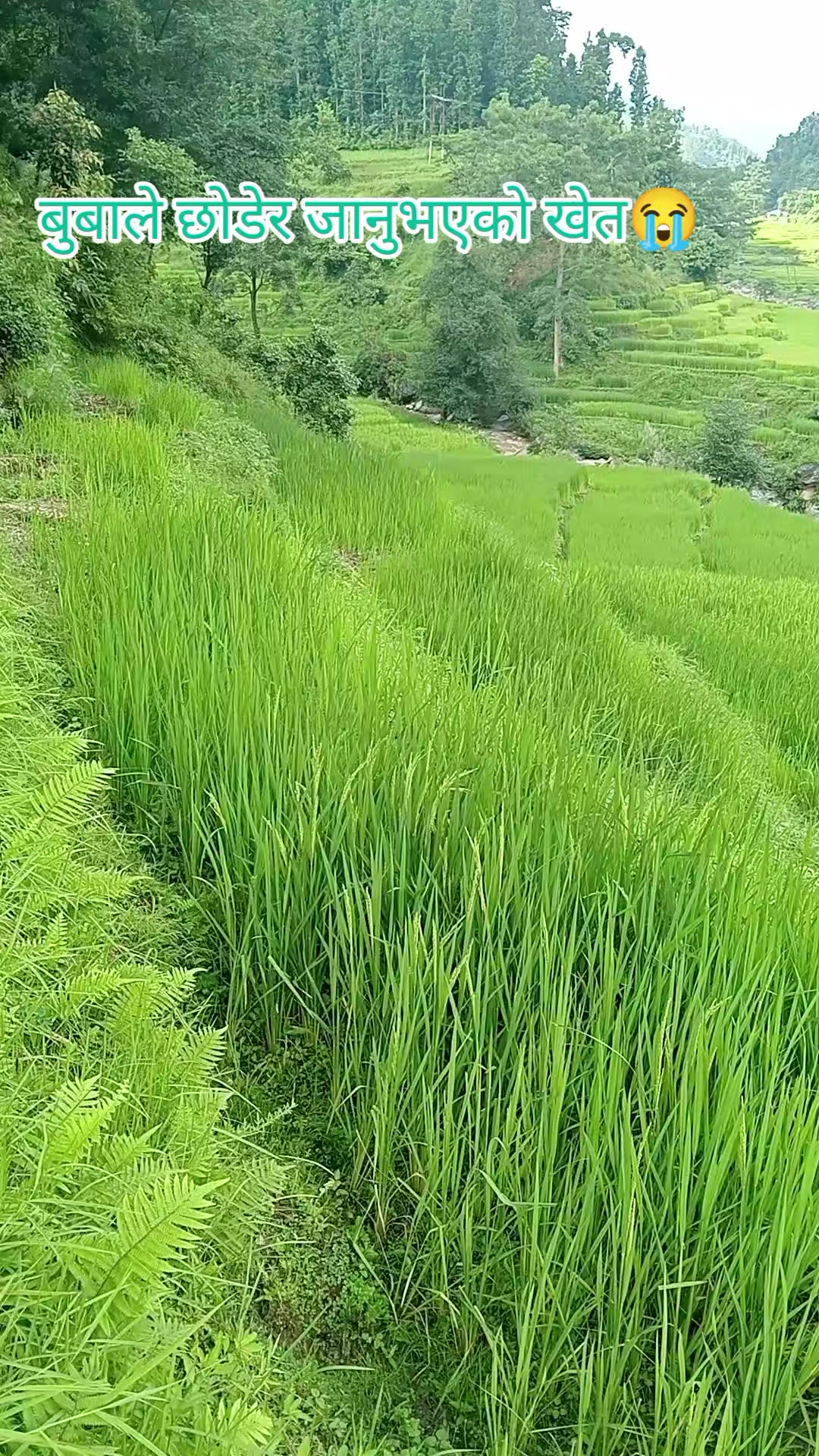 @बस्नेत काजी👨💻🇳🇵🇳🇵