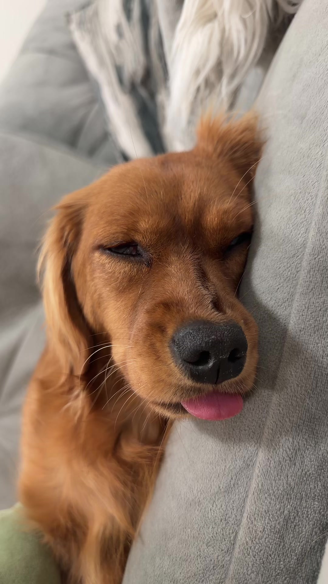@Sage | Mini Golden Retriever