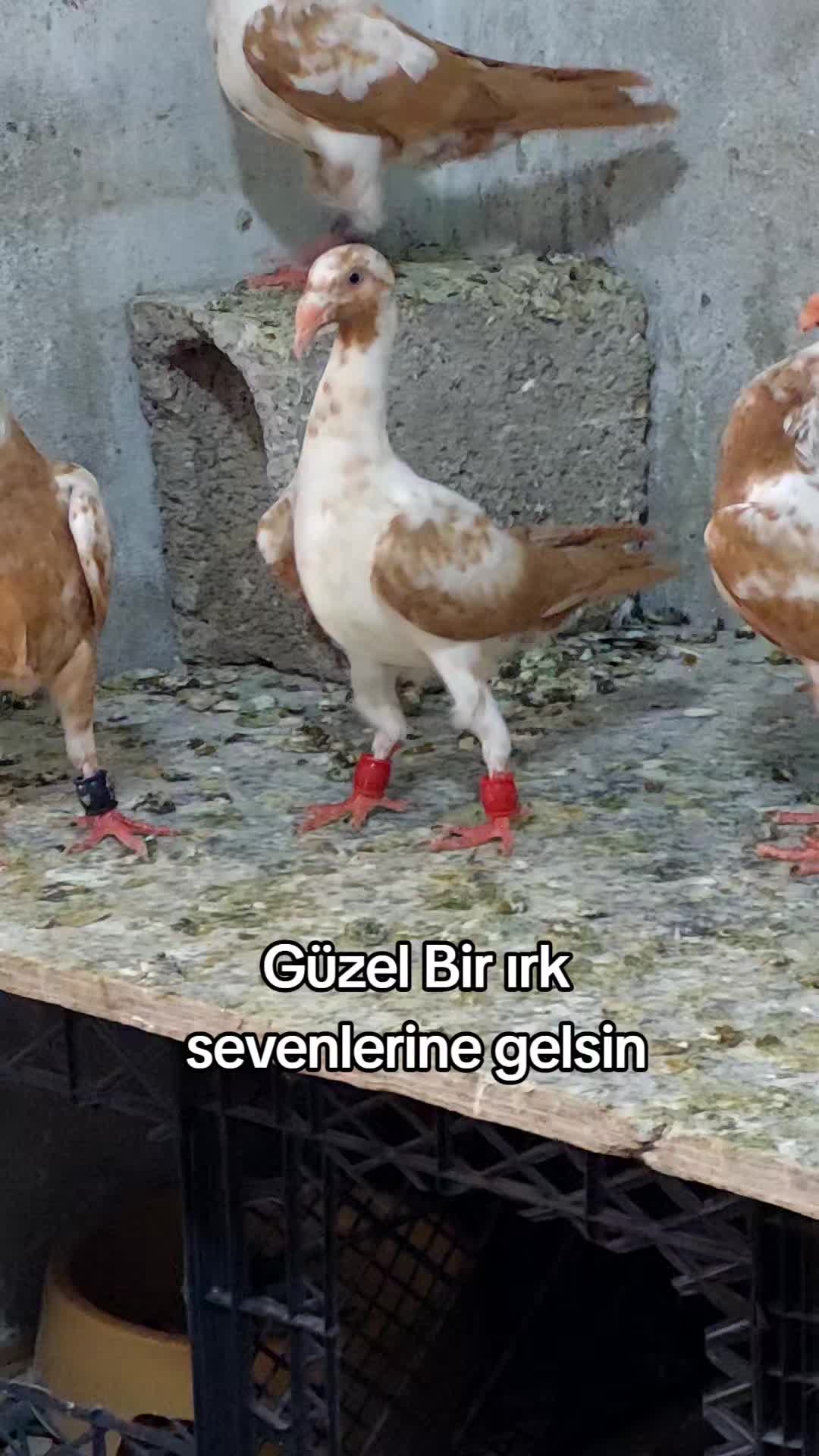 @GERAN