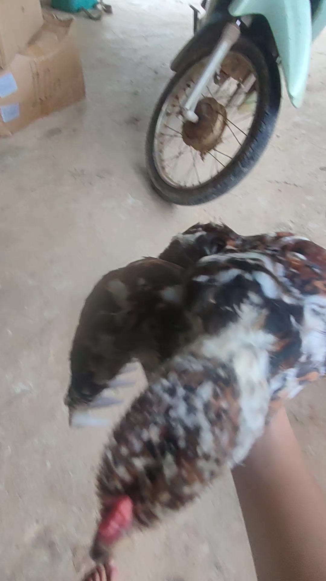 @cậu bé chơi gà