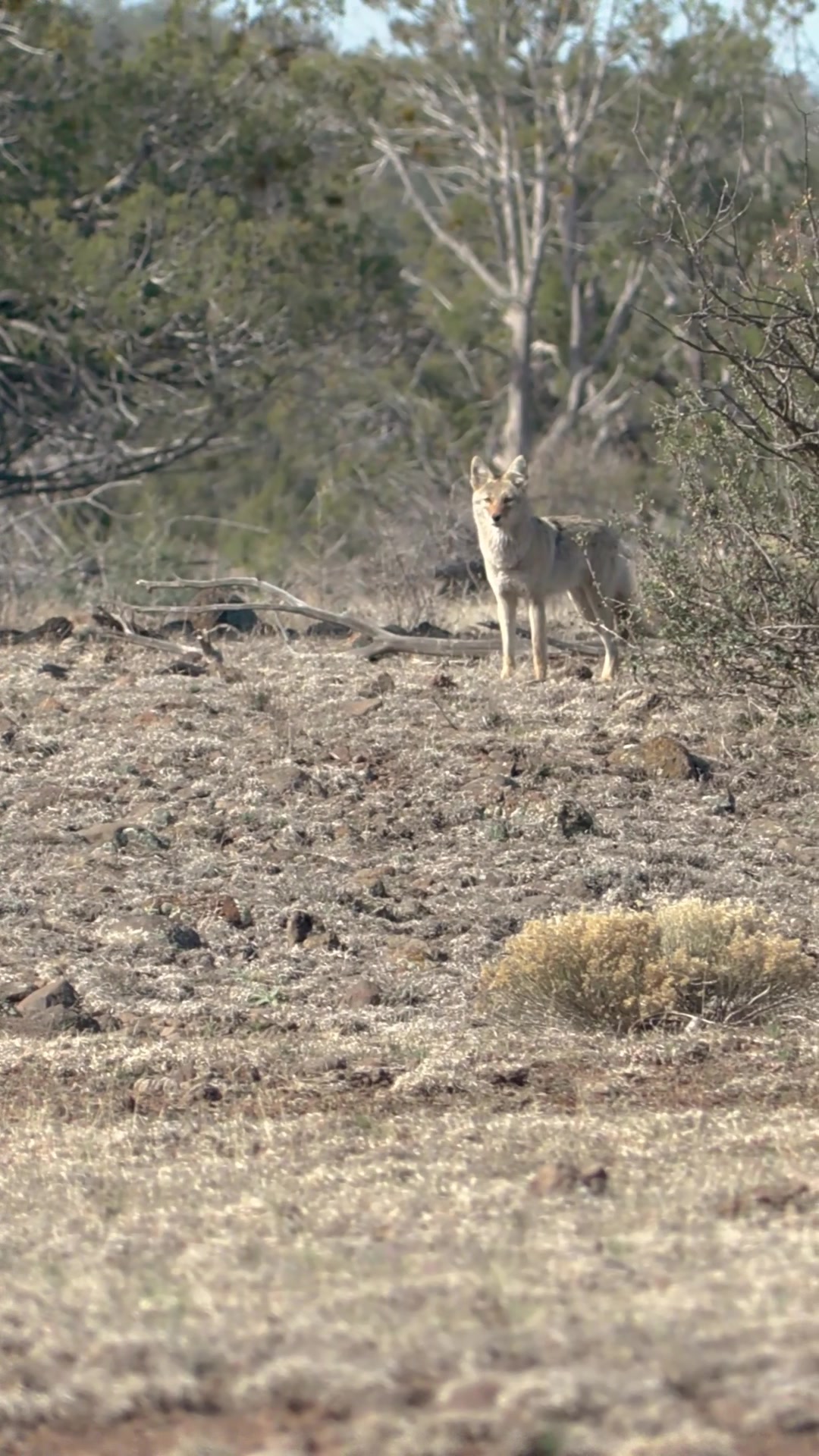 @FOXPRO Game Calls