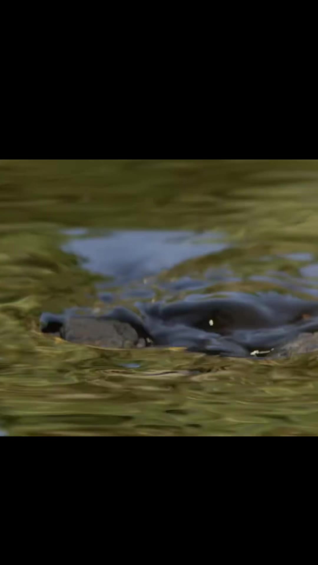 @Everglades National Park
