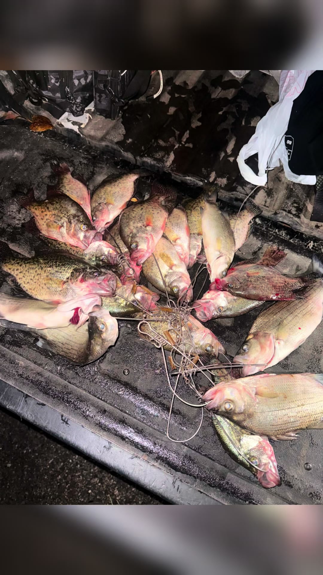 @Dave’s Lazy Baits 🇺🇸 🇰🇭