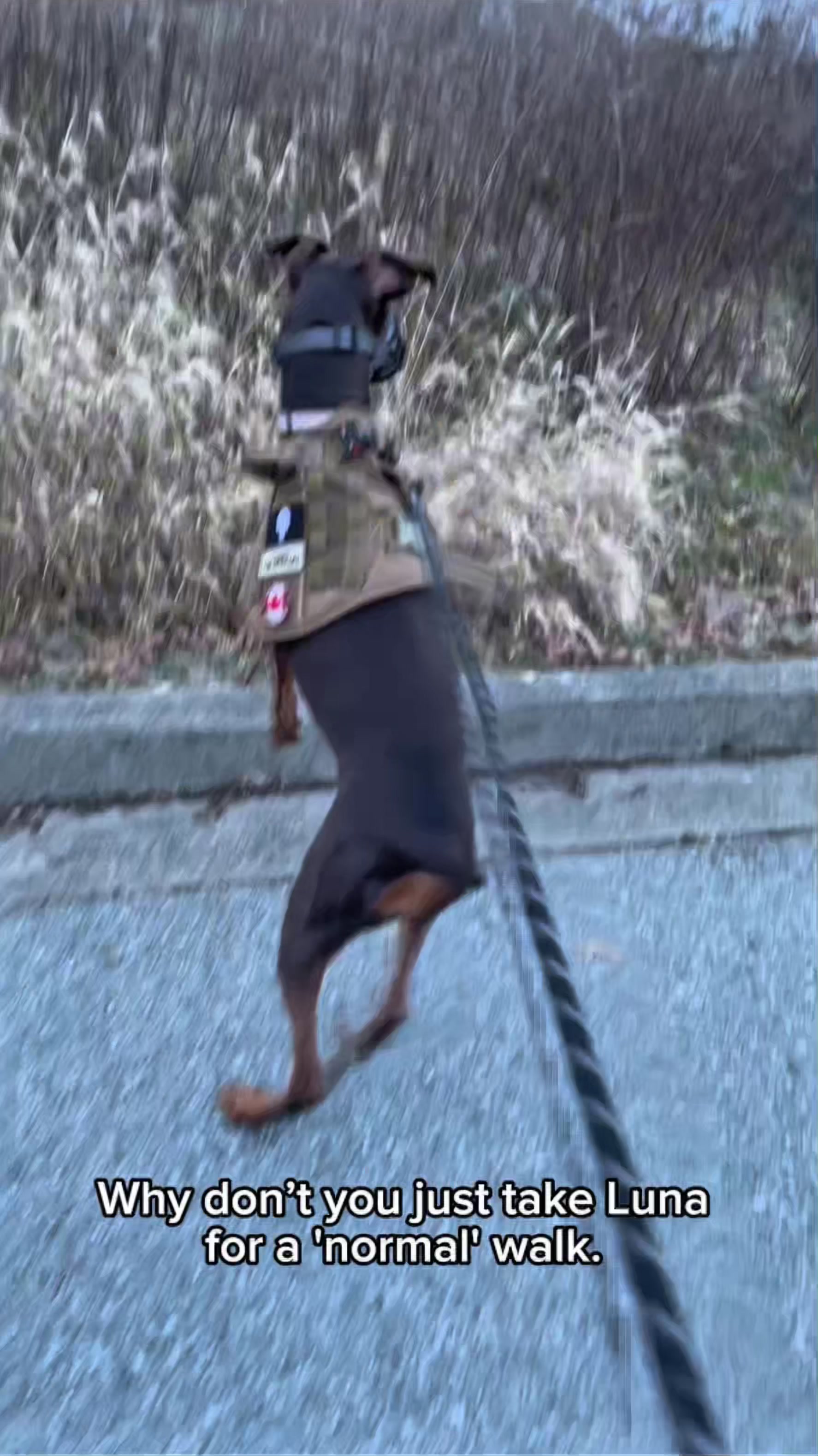 @Luna The Doberman