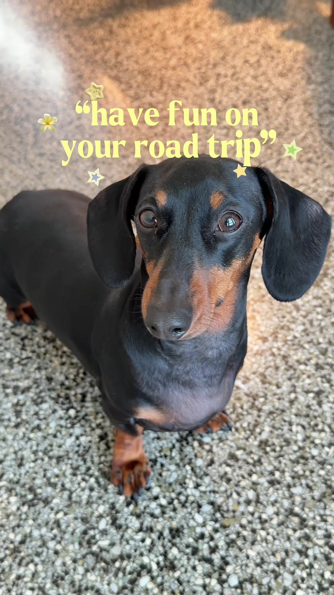 @Penny the Dachshund