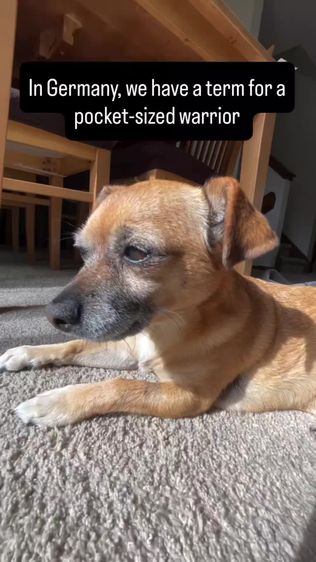 @💙Azlobo2.pam.sanchez🇺🇲🇲🇽