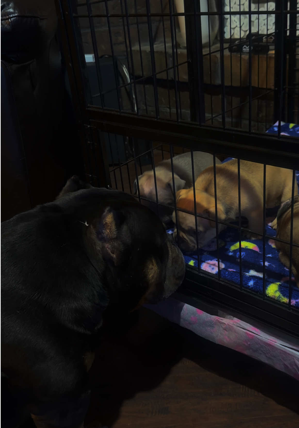 @steelforgedbullies