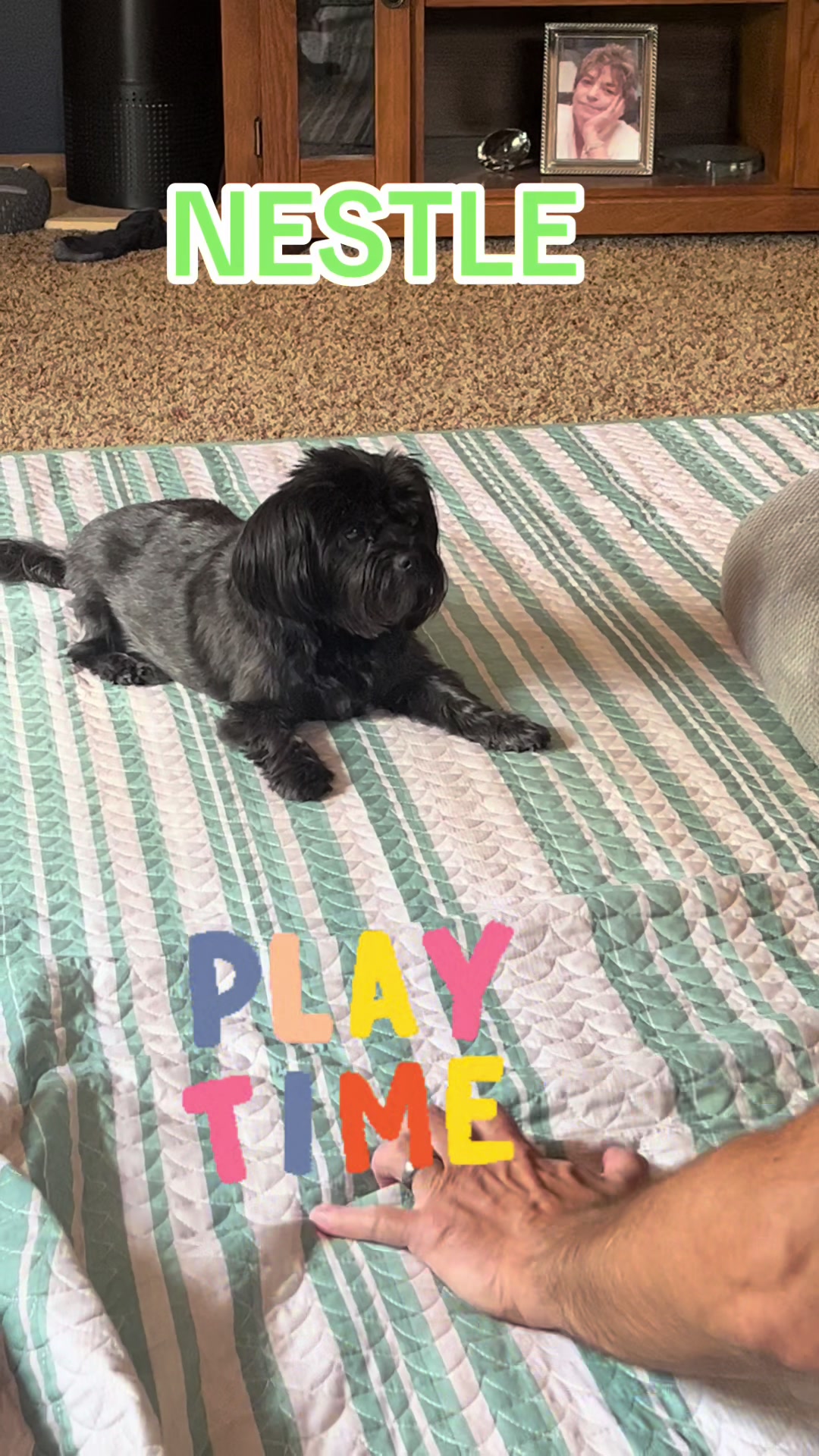 @K9StayCation