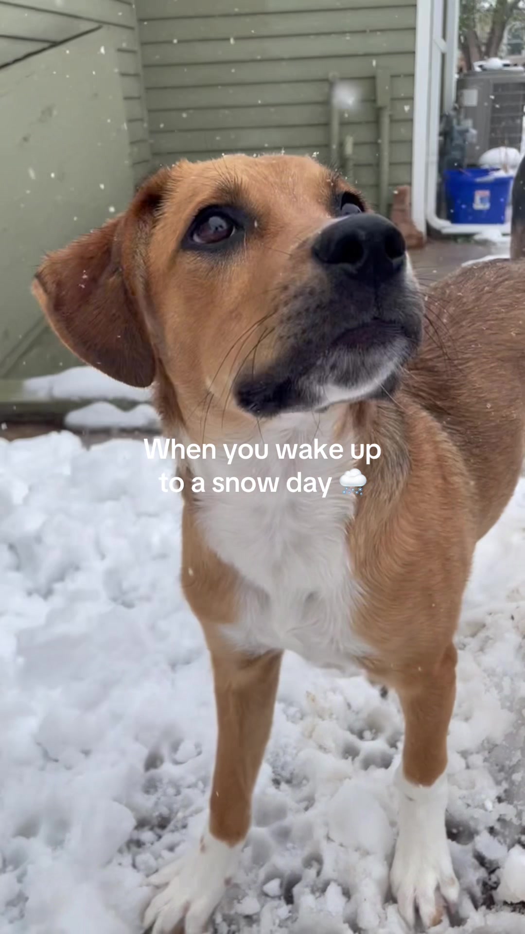 @Animal Friends Alliance