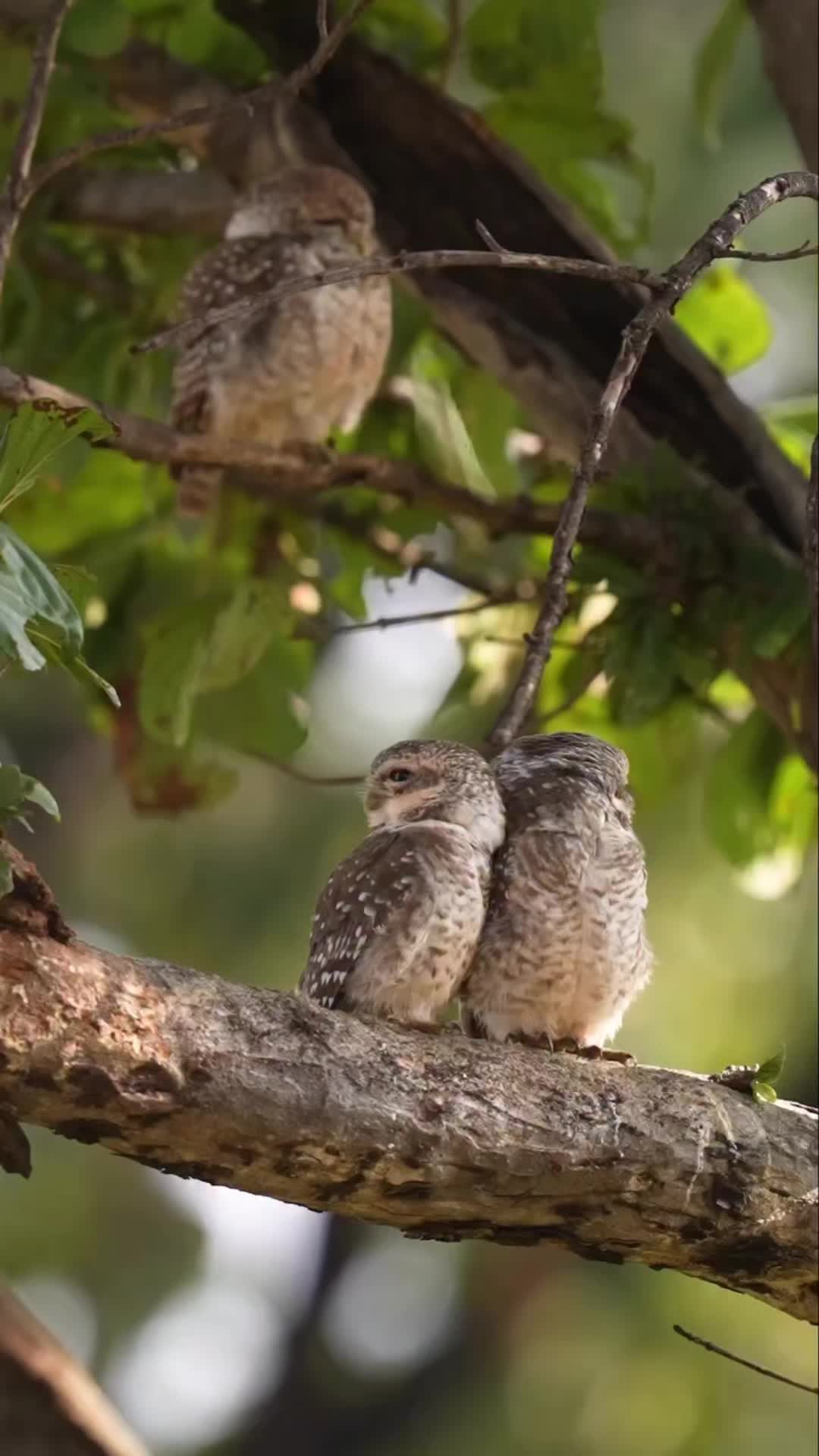 @💫NM💫