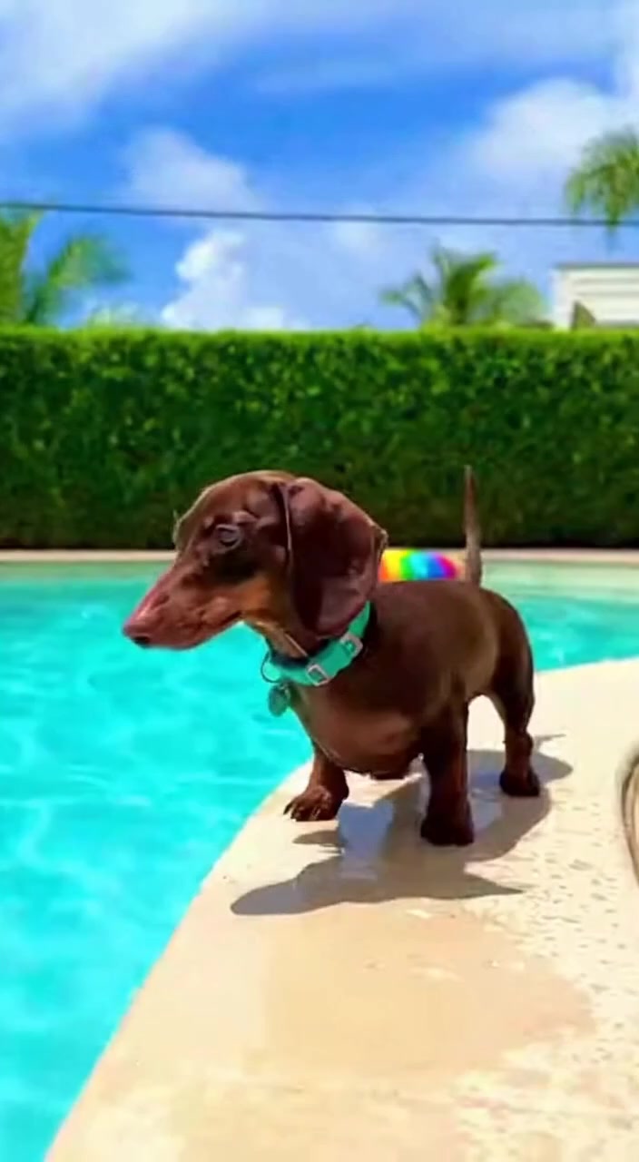 @Dachshund Party