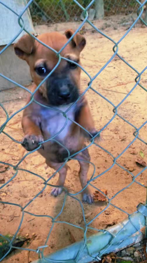 @LPKkennels