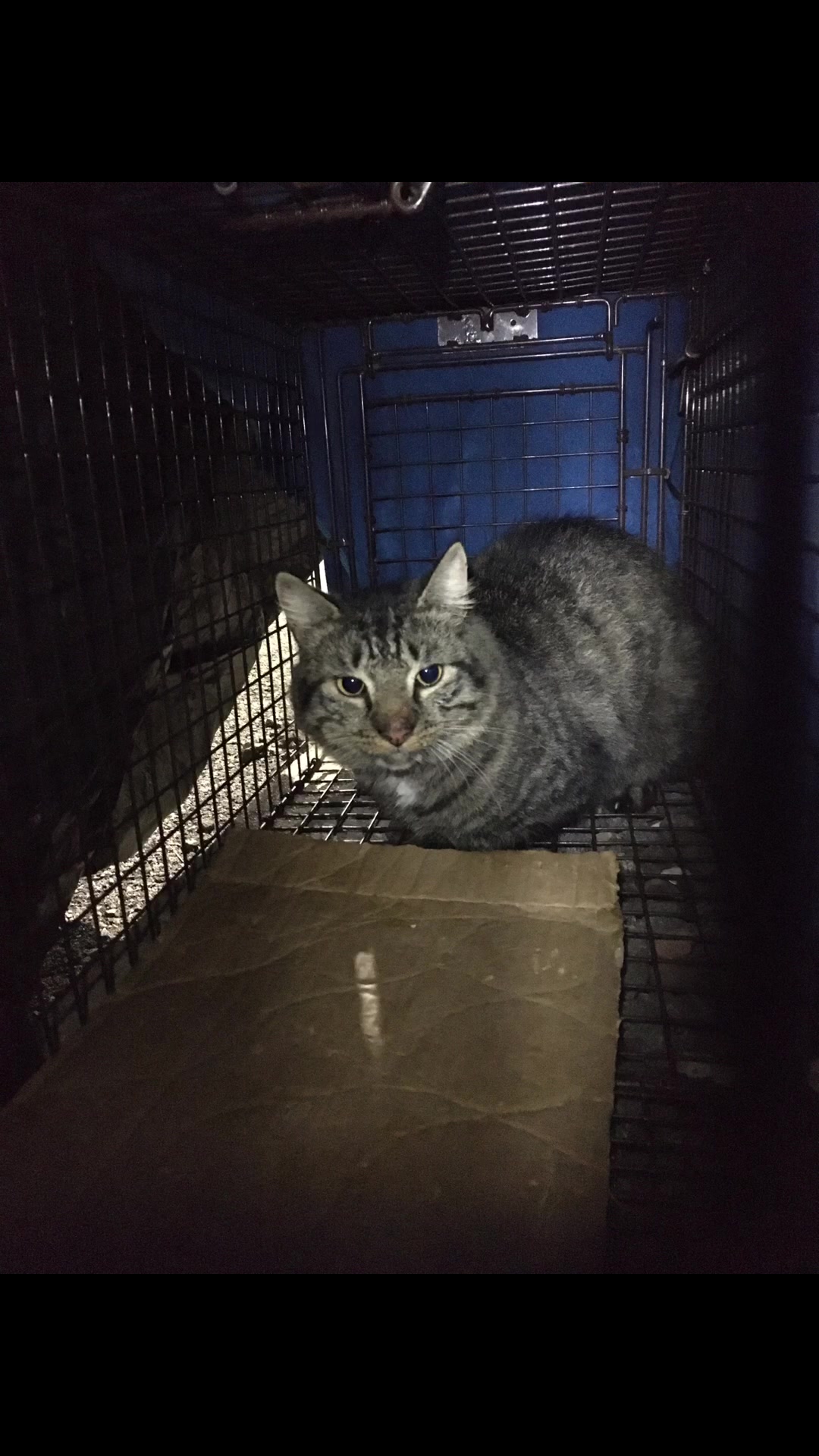 @OnlyKindnessRescue