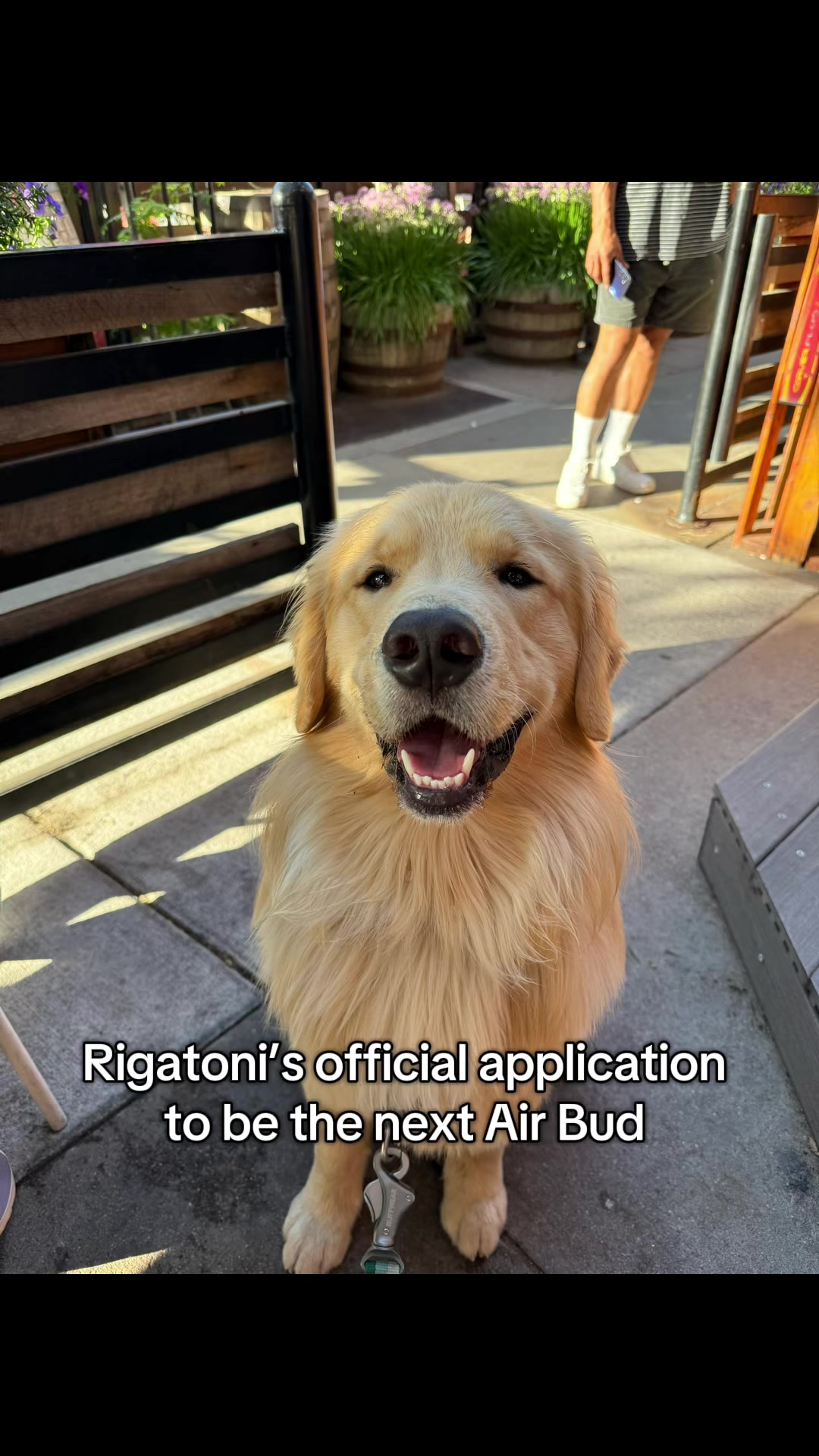 @rigatoni_thegolden