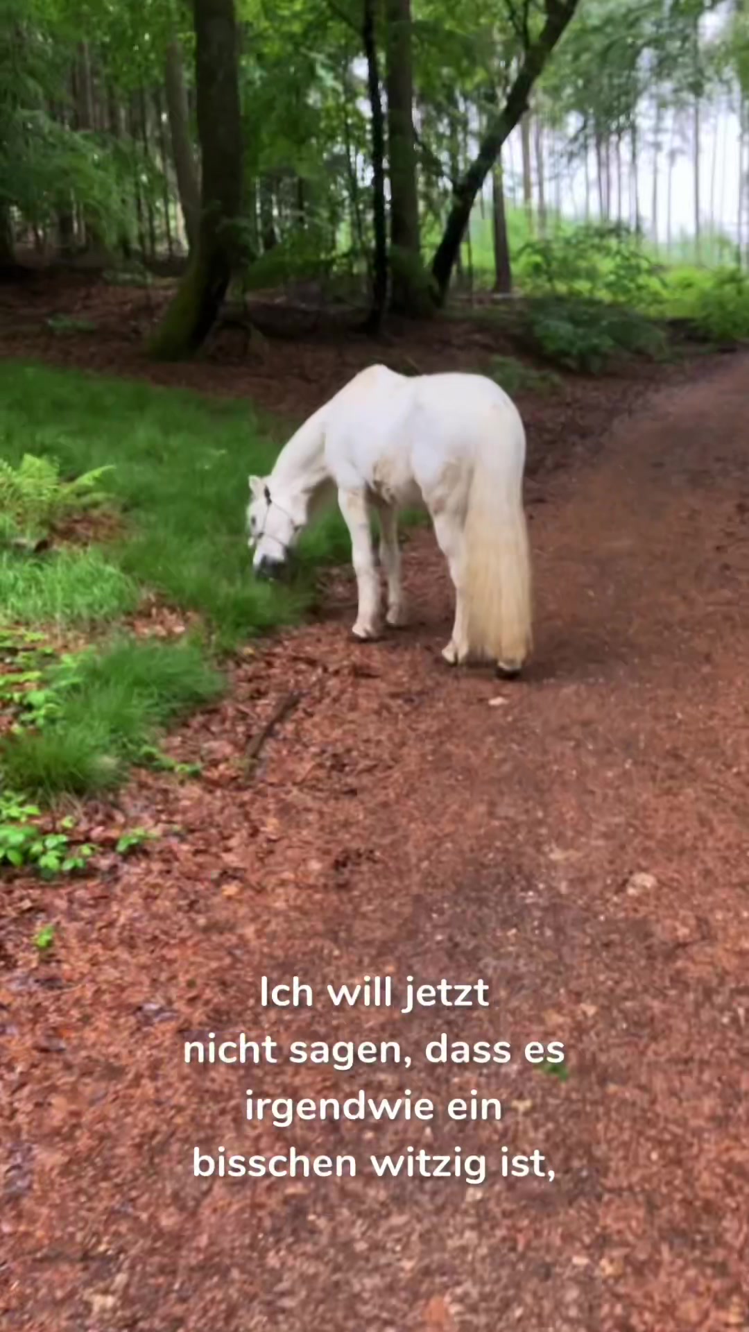 @Good Way Horses