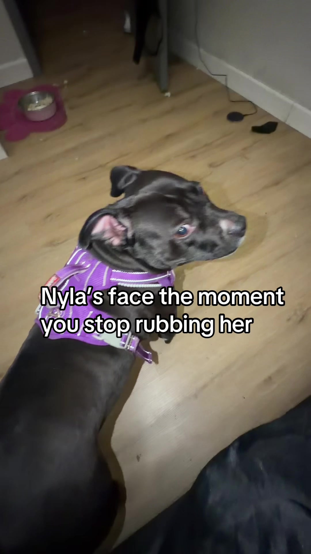 @Nyla.da.Staffy