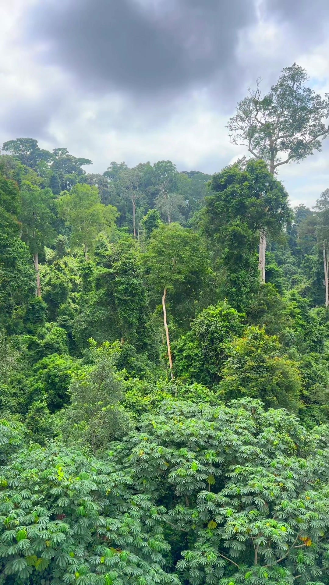 @Kakum National Park