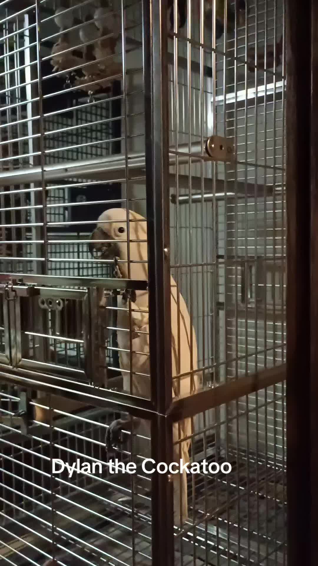 @Suzy the Cockatoo