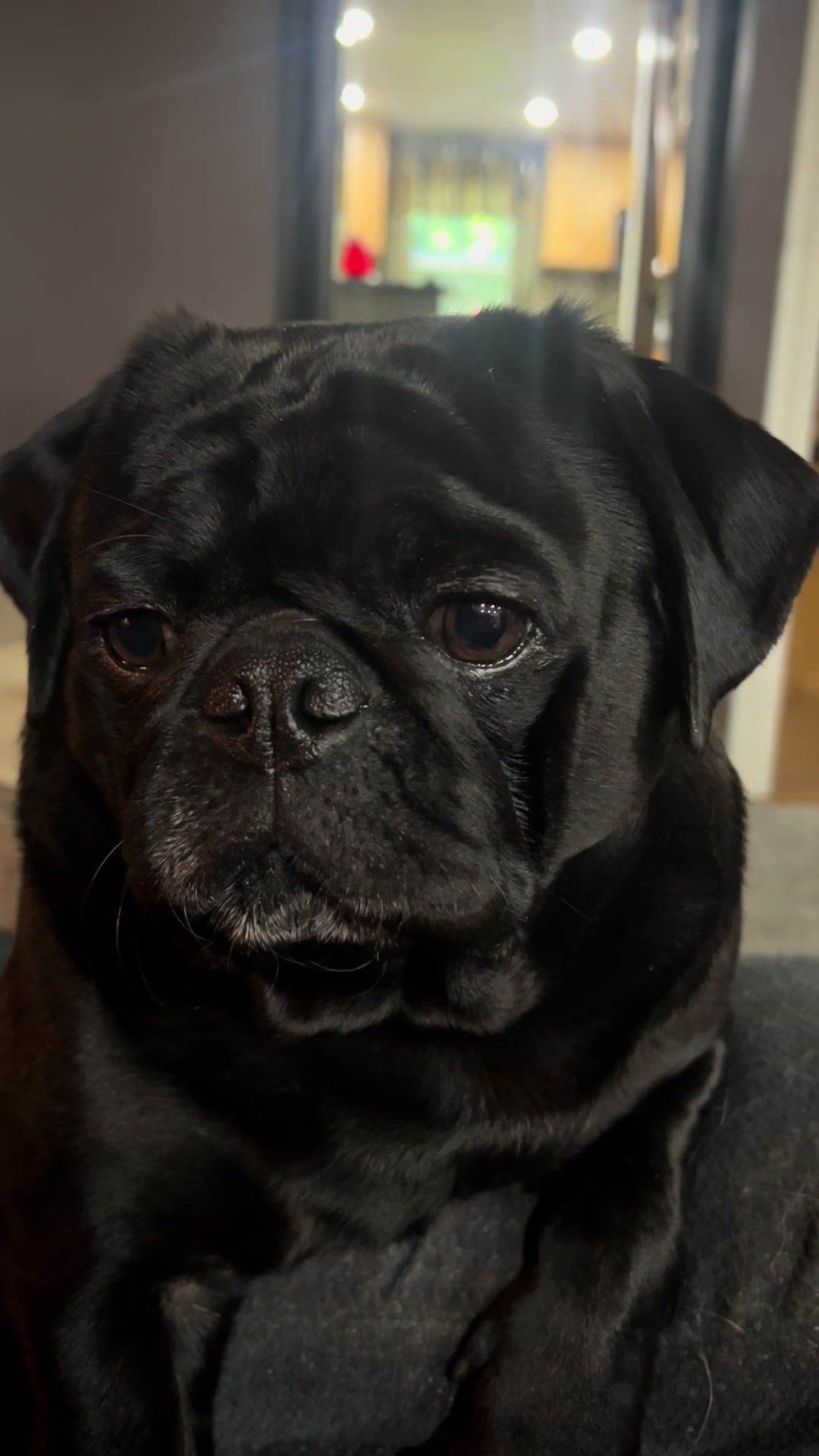 @Pugaddict