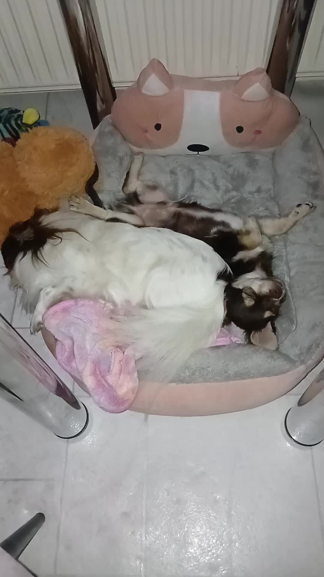 @Melody Gismo Peanut Brownie🐶❤