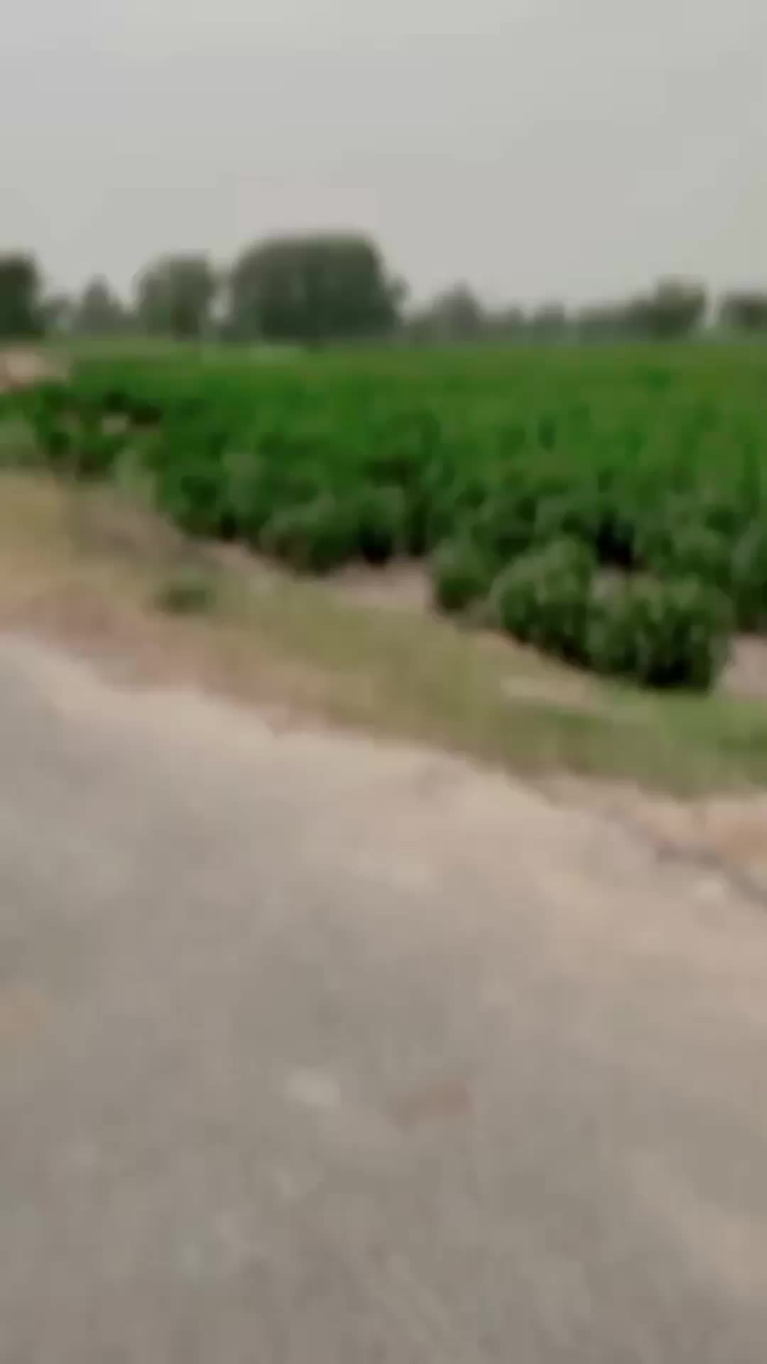@jani