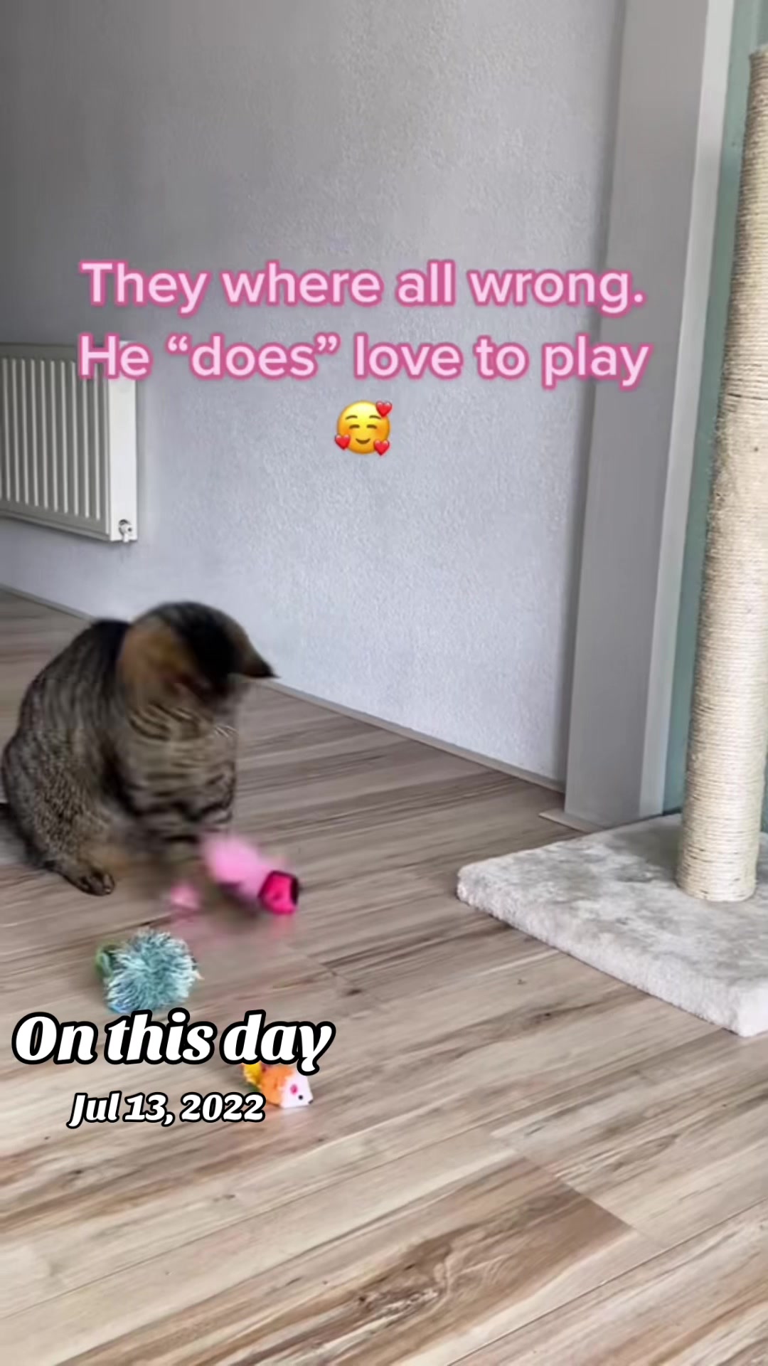 @Joep_the_ rescuecat