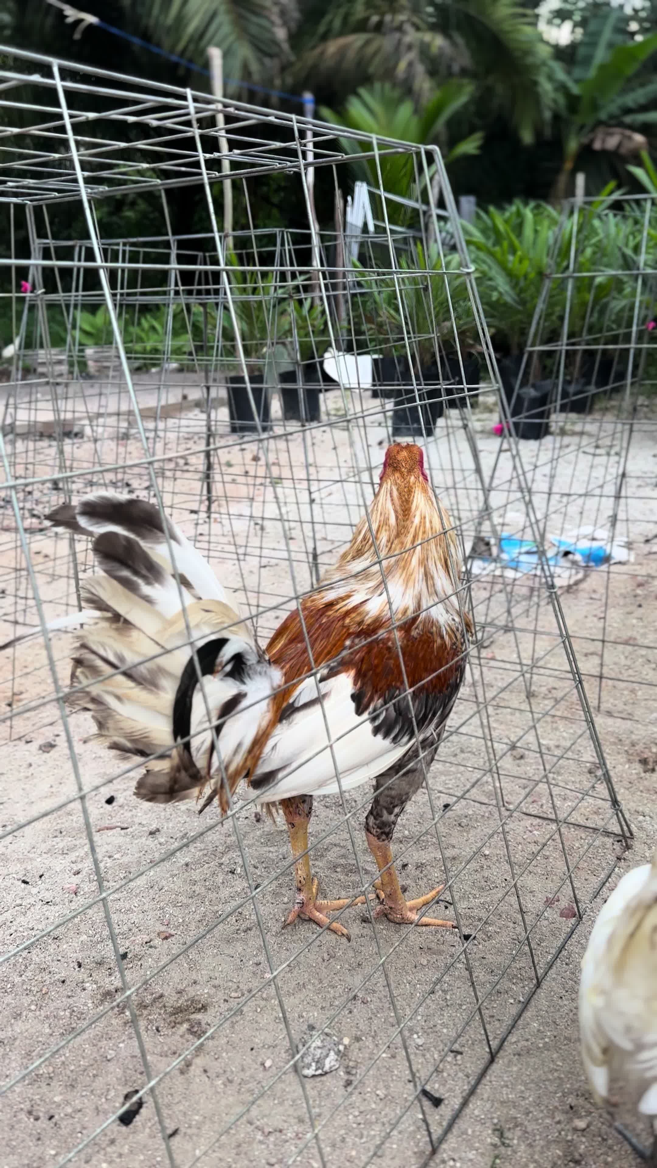 @MR217(FARM)