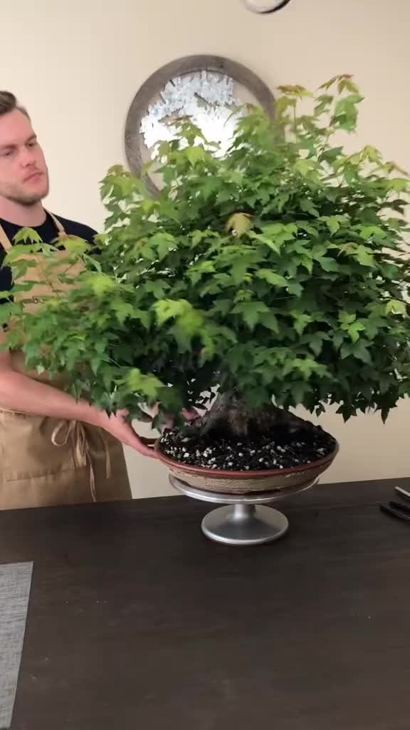 @Jerome_bonsai