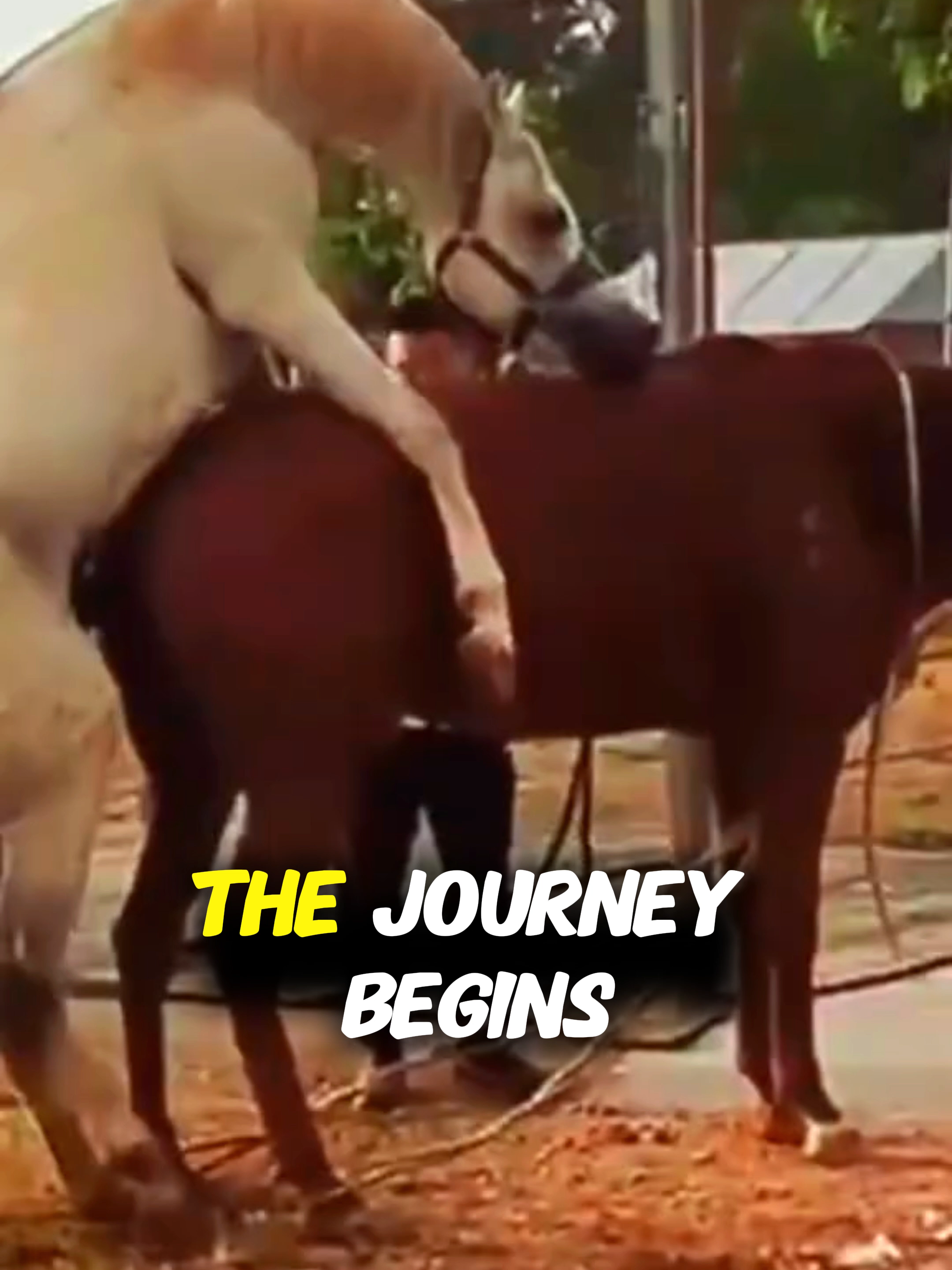 @horselife015